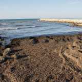 Un qualcosa oggi che non � pi� possibile. Le cosiddette banquettes (ovvero le �profumate� alghe e fanerogame che si accumulano sulle spiagge) non possono infatti essere toccate, perch� si � compresa la loro importante funzione protettiva delle coste